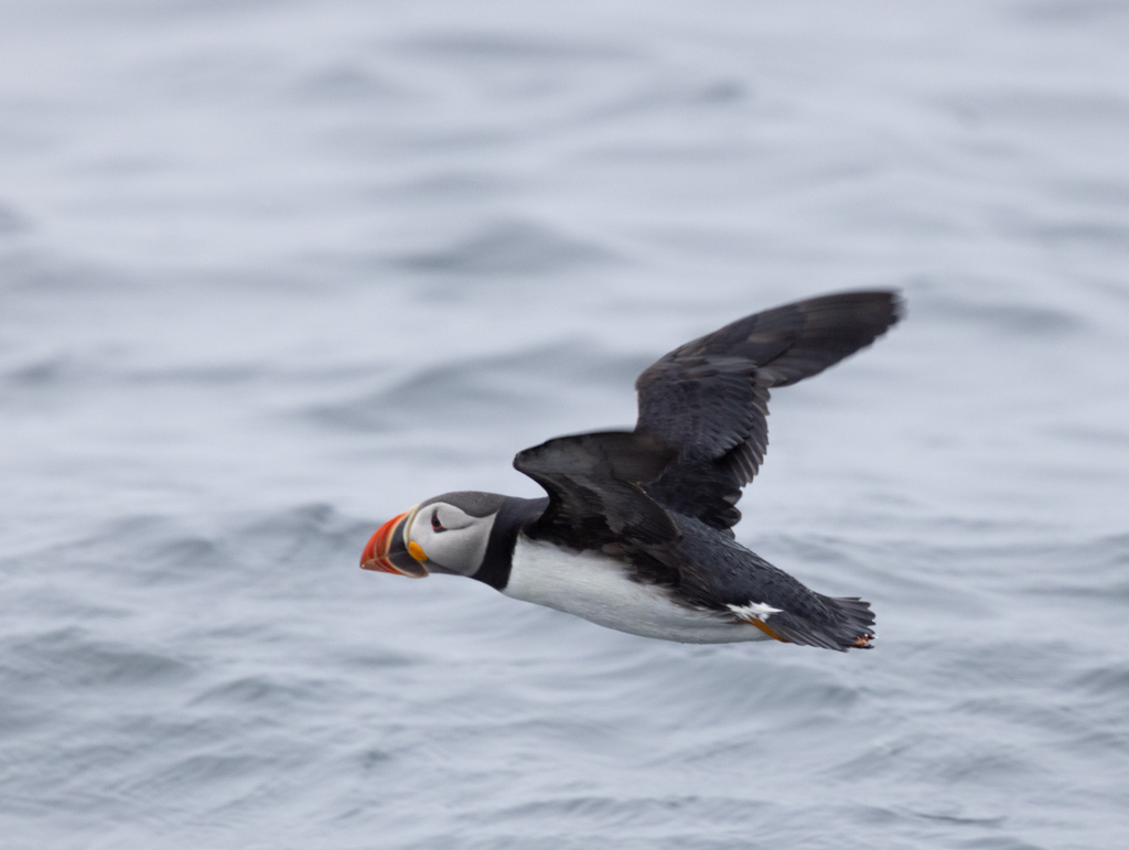 Protect Our Birds tweet media