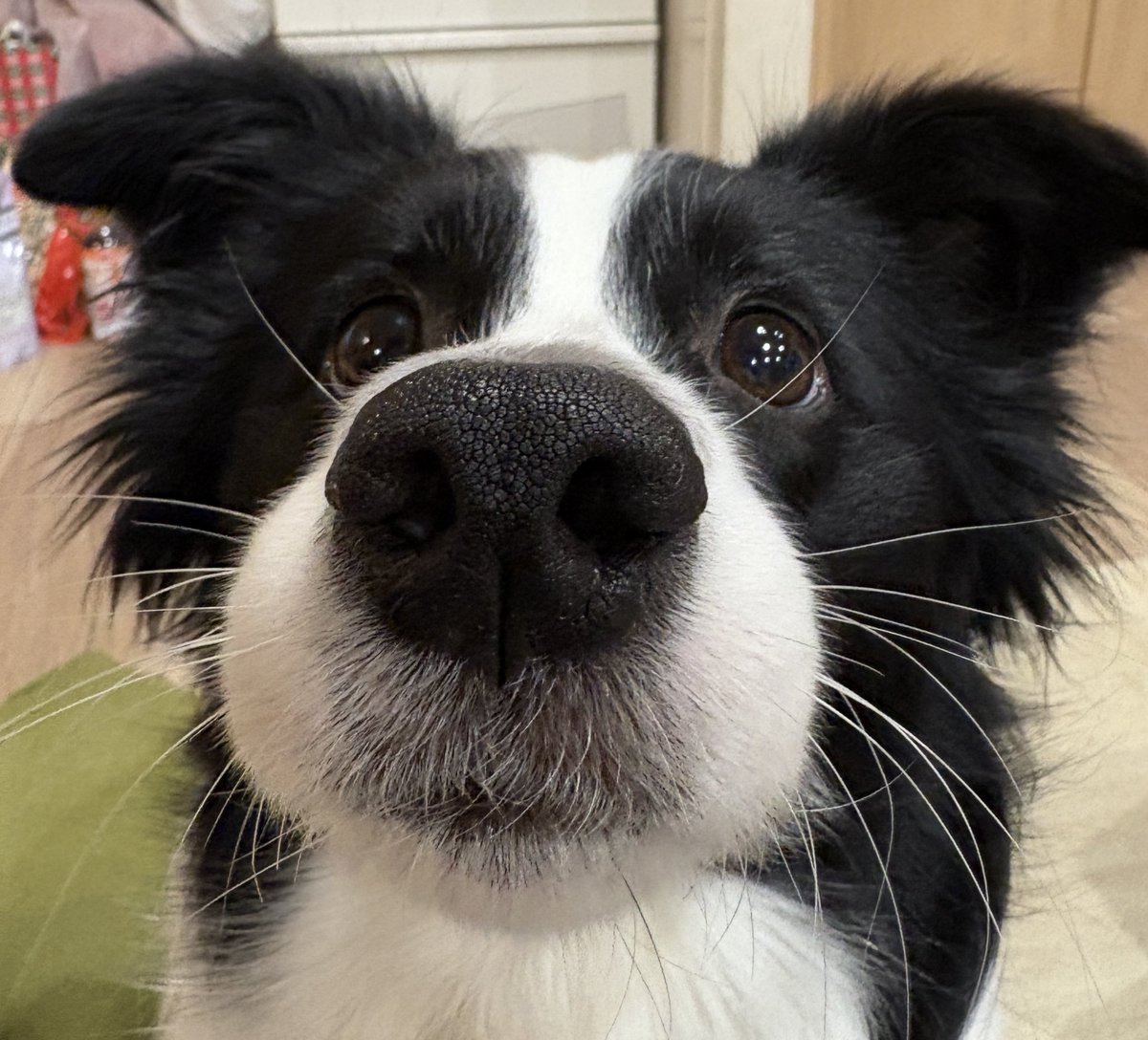 ろしお (@roshi21217860) on Twitter photo 