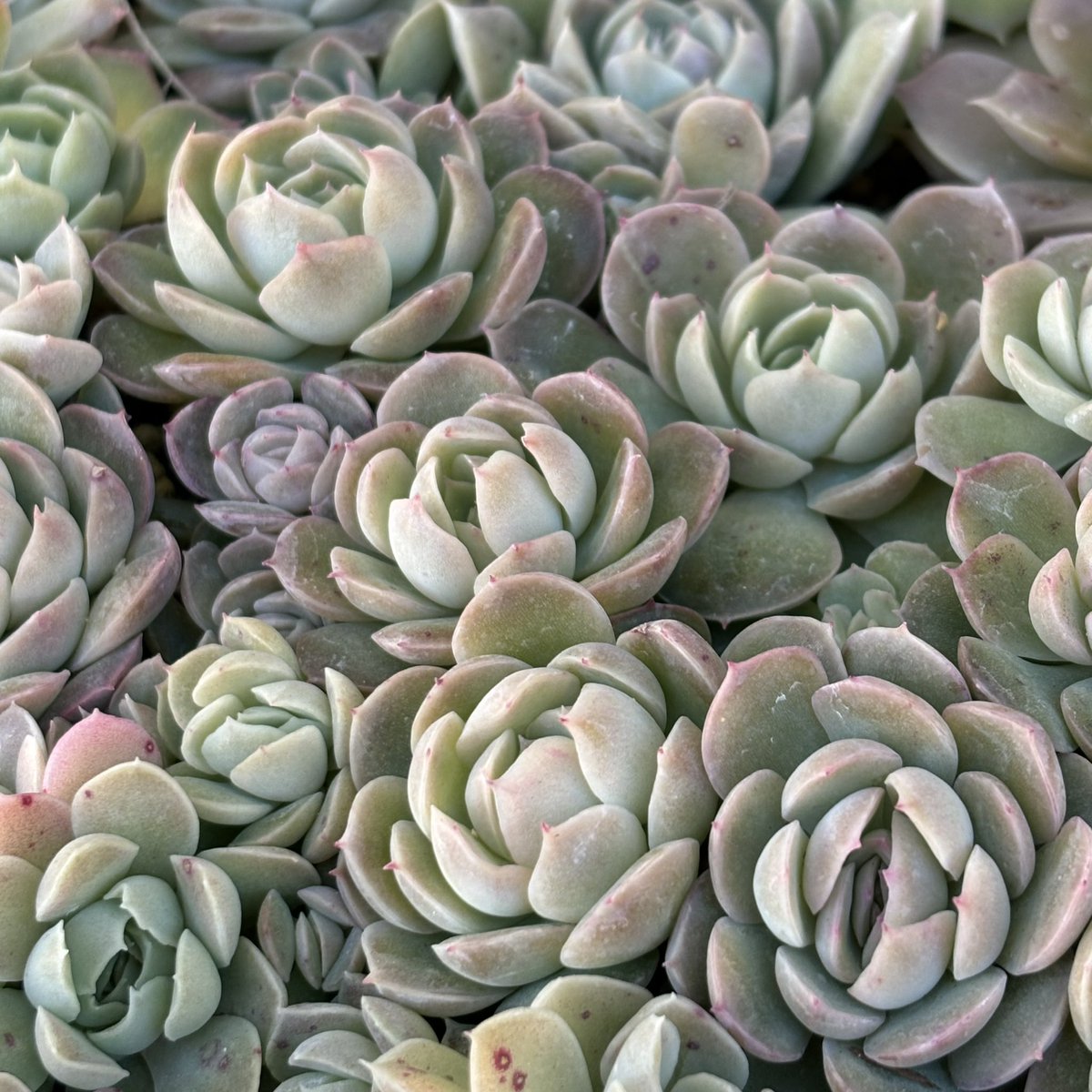 1枚目は、ミックスベリア同士の子で、これからがとっても楽しみな子です\(  *´ω`*  )/
2枚目のヒラヒラは、好みすぎて、たくさん増やしたいなぁぁ🪷⟡.·*.

今日は、すこーしだけ、2025秋の実生をばらしました🌱
無になれる時間はありがたすぎる🥺💓