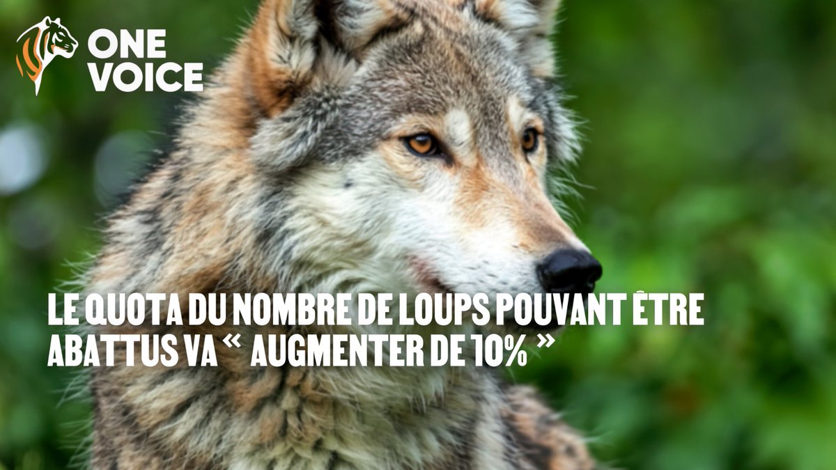 +10 % de loups tués : une décision injustifiable 😡 Pourtant, la population de loups en France n’a pas augmenté : 1 082 individus seulement.  Décimer les loups ne protège pas les troupeaux. Au contraire ! Ce qui fonctionne, ce sont les moyens de protection ✊ #Respectpourlesloups