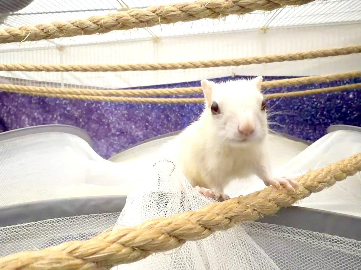 今日は月曜日、まっちろシマリスしーくんだよ！
今日はしーくん森でたくさん遊んだよ！
おとといはお外にだしてもらえなかったしね！
でも冬はすぐに眠くなっちゃうんだよねぇ！

#ホワイトシマリスのしーくん
#シマリス