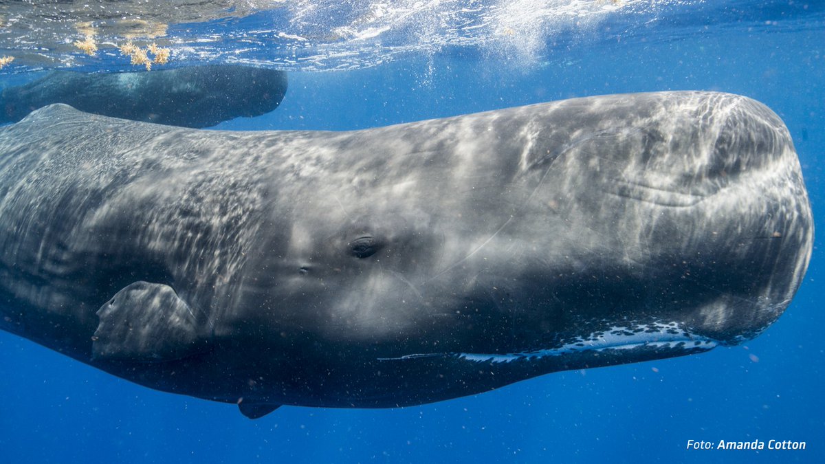 UgrizniZnanost's tweet photo. 1/2 Pod gladino oceanov živijo bitja, ki se sporazumevajo na način, presenetljivo podoben človeškemu. To so kiti glavači. Napredek v inženirstvu, UI, biologiji in jezikoslovju nam je bolj kot kadarkoli prej približal razumevanje komunikacije živali. To je @ProjectCETI https://t.co/wiQyS0VbC0