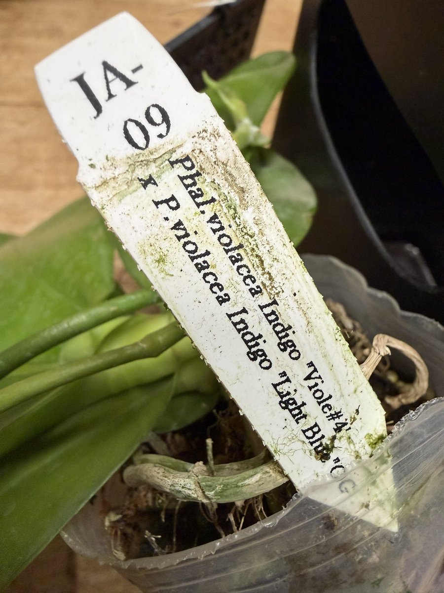 ニオイシュロラン　ドラセナ　引き取り限定　茨城県 kuronina (@kuronina1101) / Posts / X