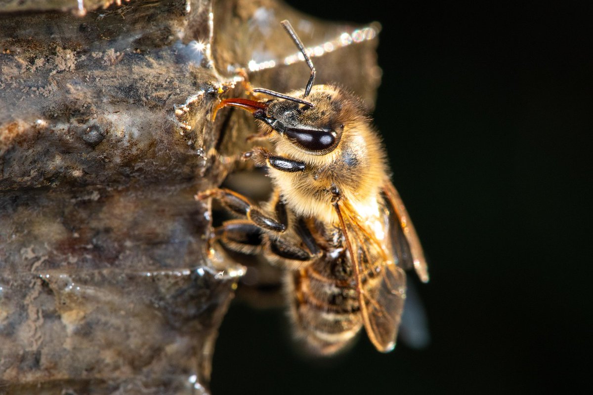 🐝 Vandaag in de Commissie Landelijk Gebied: de SP-nota Alarmerende bijensterfte. Tijd voor minder #pesticiden, meer bijvriendelijk beheer en een serieuze aanpak van de Aziatische #hoornaar. Noord-Holland moet de bij beschermen. #psnh #bijen