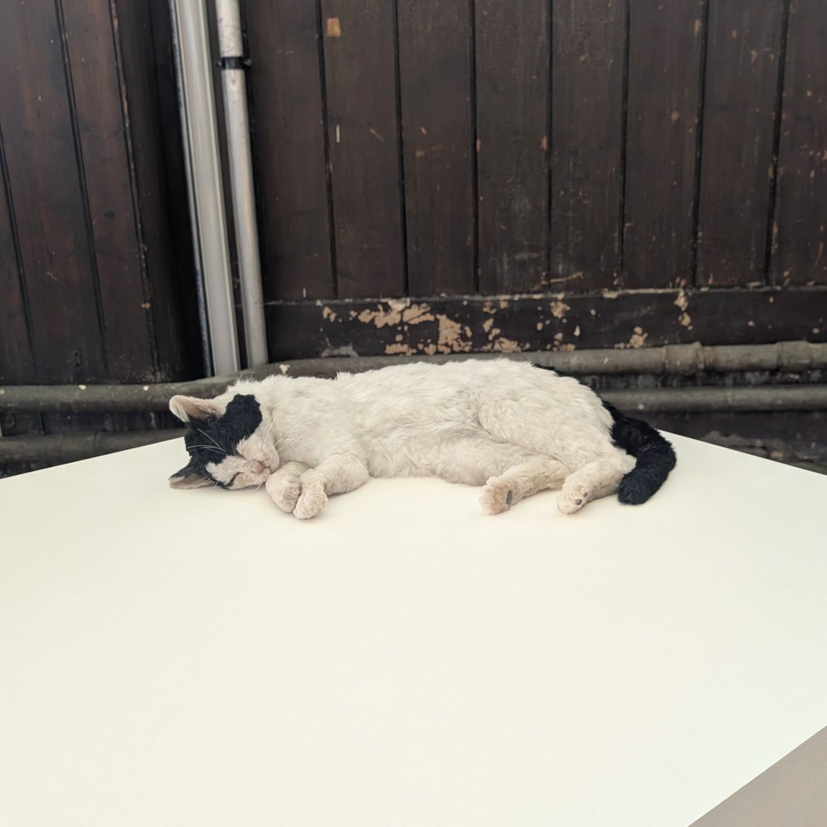 Tabish Khan tweet media