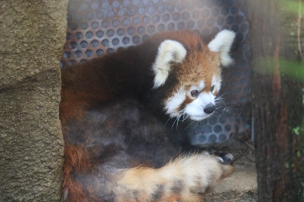 _takeman's tweet image. 250914 那須どうぶつ王国　ダイズ
この日はダイズがジジのことを気にしていました。ずーっと仲良し夫婦のジジダイズ。
#那須どうぶつ王国 #nasuanimalkingdom #レッサーパンダ #ダイズ