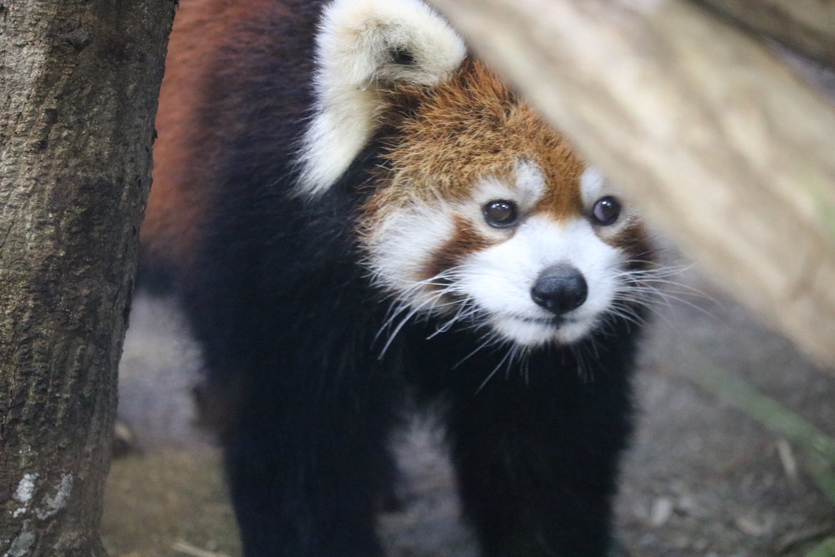 _takeman's tweet image. 250914 那須どうぶつ王国　ダイズ
この日はダイズがジジのことを気にしていました。ずーっと仲良し夫婦のジジダイズ。
#那須どうぶつ王国 #nasuanimalkingdom #レッサーパンダ #ダイズ