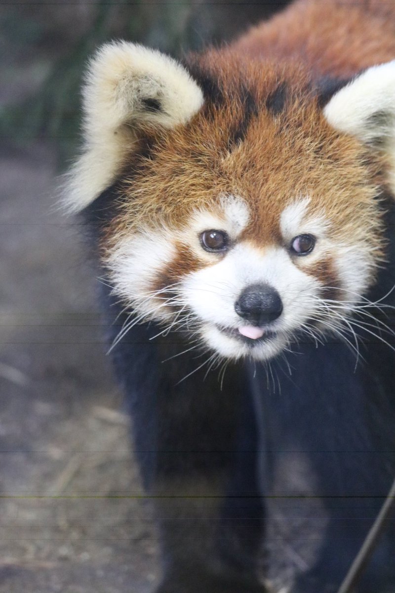 _takeman's tweet image. 250914 那須どうぶつ王国　ダイズ
この日はダイズがジジのことを気にしていました。ずーっと仲良し夫婦のジジダイズ。
#那須どうぶつ王国 #nasuanimalkingdom #レッサーパンダ #ダイズ