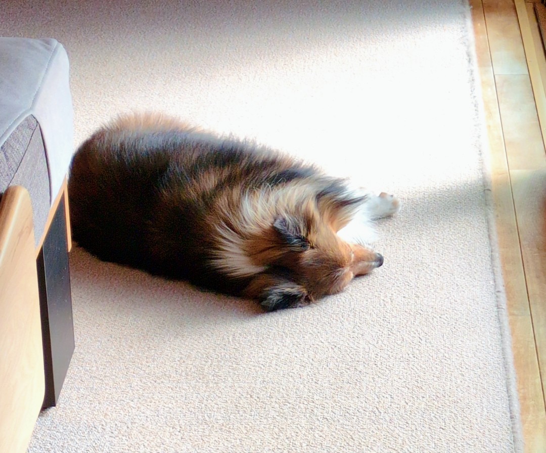すやぁ⋯🐶💤
日向ぼっこしながらお昼寝。
#シェルティ