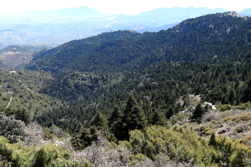 VentanaVAND's tweet photo. 🔭🌲 Mirador El Caucón o Luis Ceballos
Un balcón natural desde el que admirar el pinsapar, el valle del Guadalhorce y paisajes cargados de historia y leyenda. Naturaleza, ciencia y emoción en un enclave único.
🔗 https://t.co/89owJqgua9
#Miradores #Naturaleza #Pinsapar #Andalucía https://t.co/WJxrgp6iCR