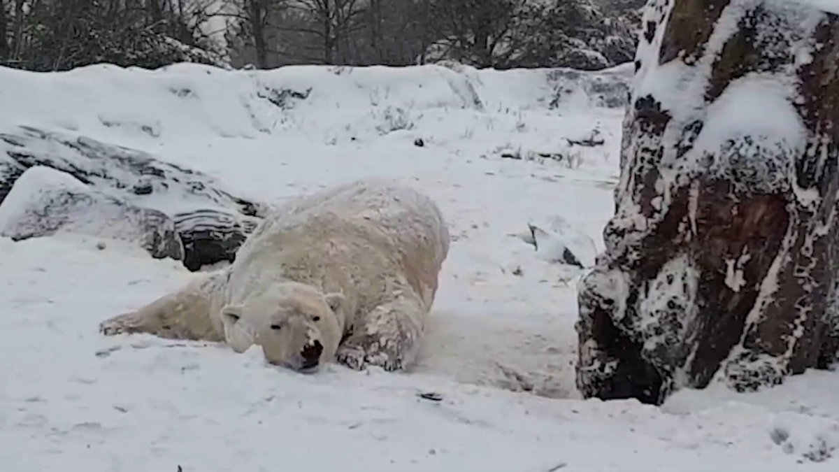 Wat sneeuwpret van dierentuindieren ons eigenlijk laat zien
animalstoday.nl/wat-sneeuwpret…