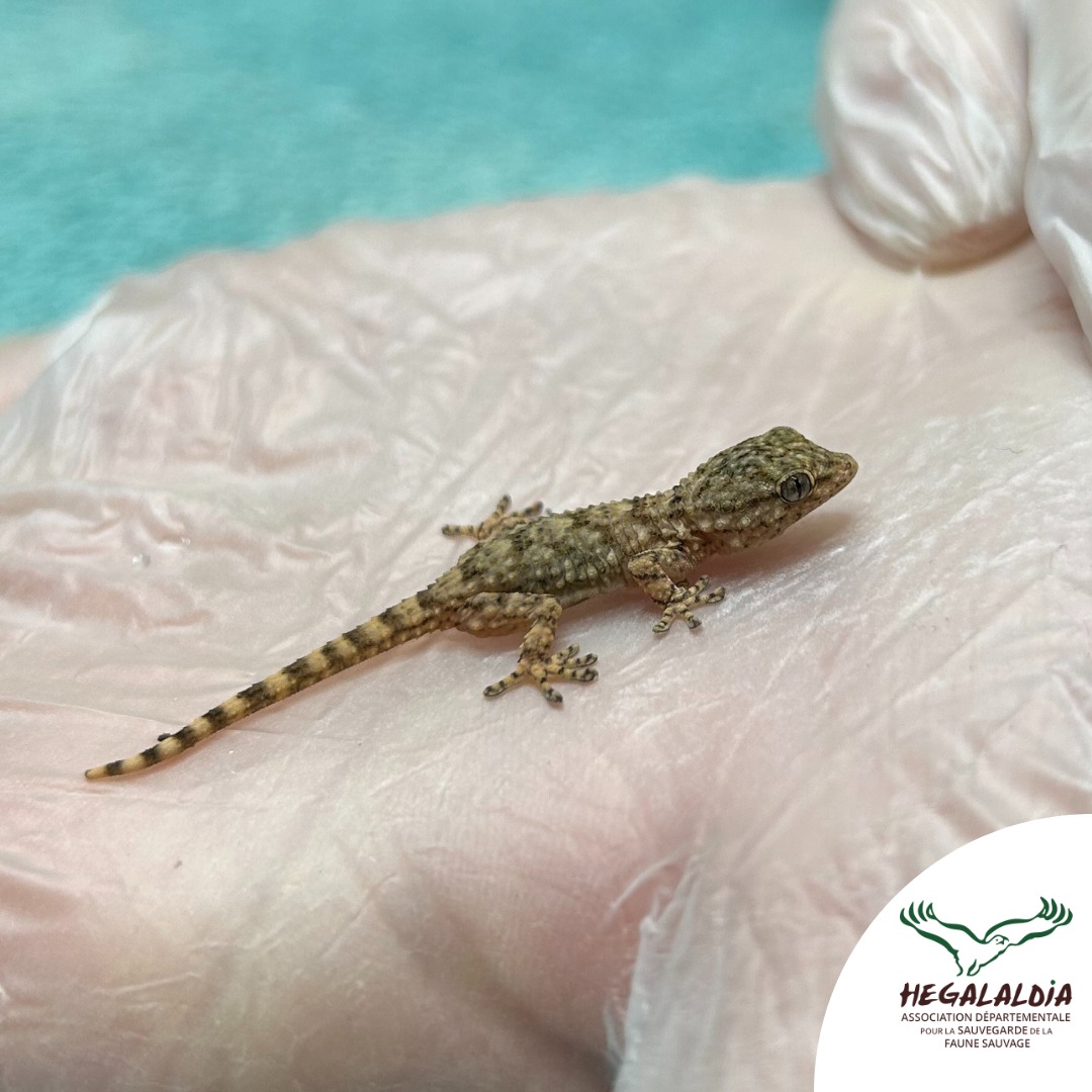 🦎 Le saviez-vous ? Le Gecko (Tarente de Maurétanie) a colonisé la France... par le train ! 🚄

Un juvénile a été sauvé du froid par <a href="/hegalaldia/">Asso. Hegalaldia</a> à Bayonne.

📍 Protégé par la loi, il s'observe mais ne se capture pas ! 🚫

#Gecko #Nature #Conservation #Hegalaldia