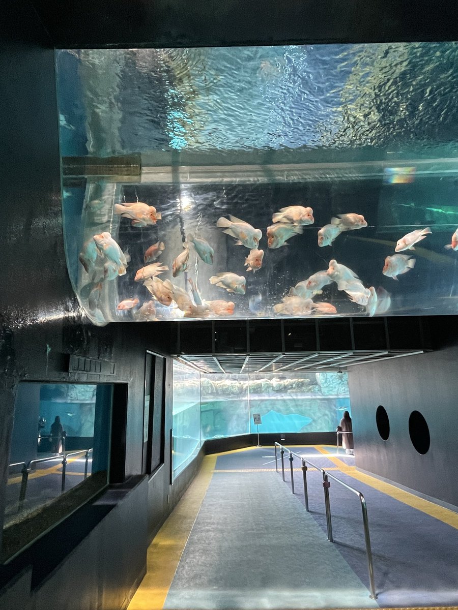 フラミンゴシクリッド：頭上を泳いでました #ジェンツーペンギン