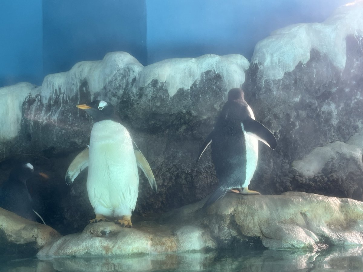 ペンギン フラミンゴシクリッド：頭上を泳いでました #ジェンツーペンギン