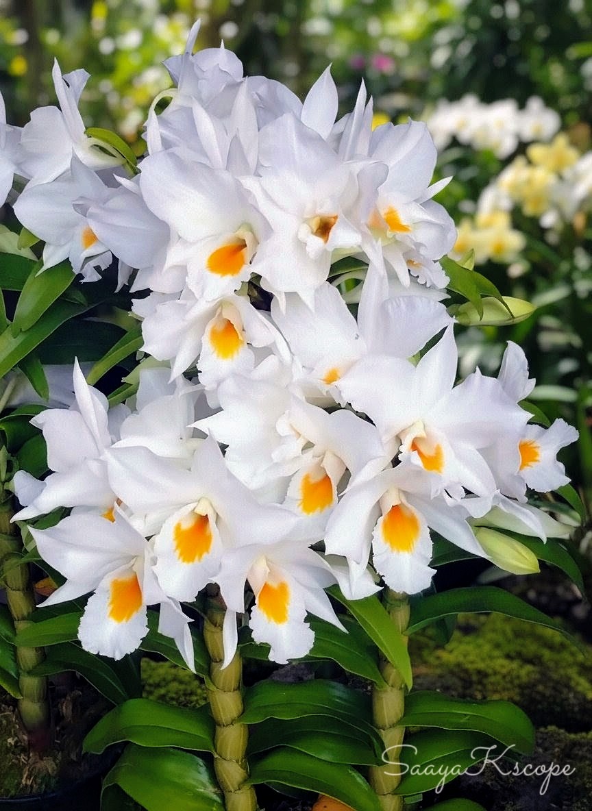 ♡花様ご確認♡ Flowers Community on X - 139.5K Members