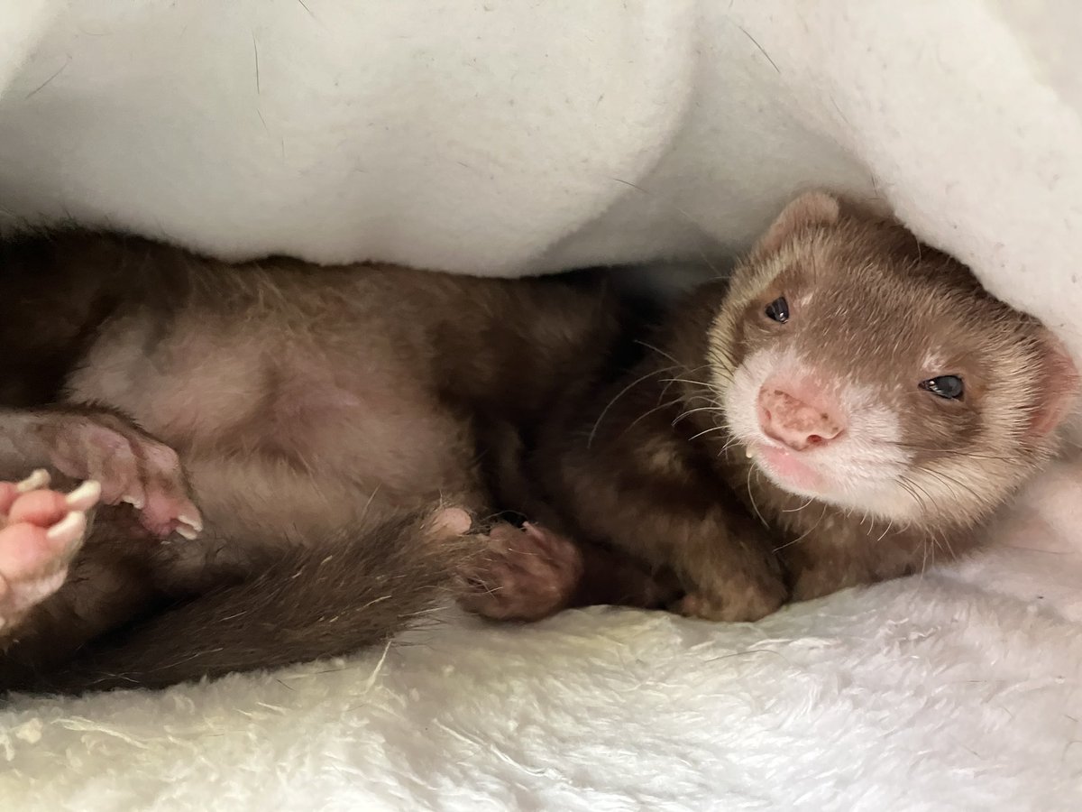 ぐっことガルガルʕ•ᴥ•ʔ通販フェレットグッズあるよ