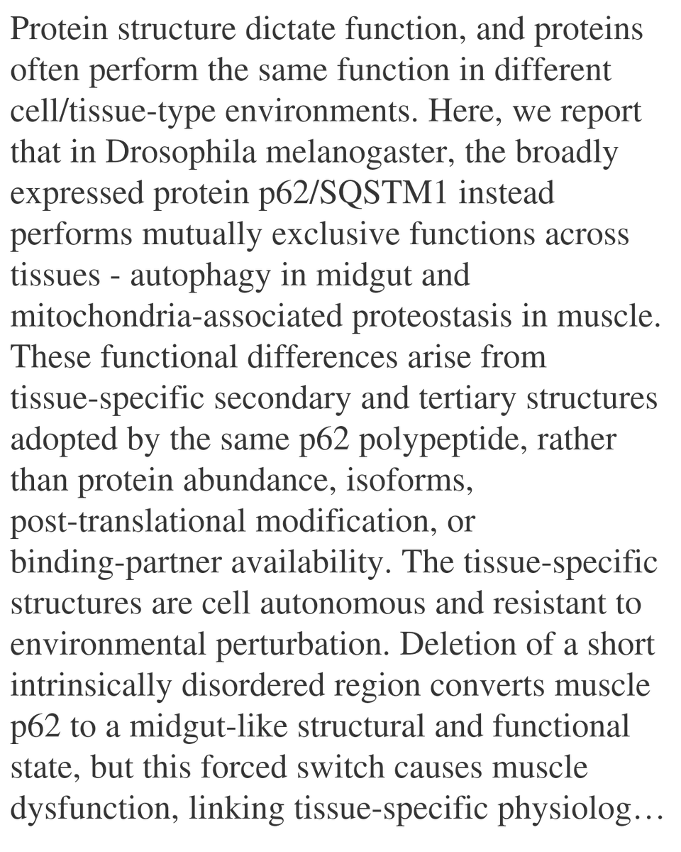 WFC's tweet image. p62 protein pleomorphism confers tissue-specific function

Yan, Y., Zhang, K., Pycior, G., Guillen-Poza, P. A., Hervas, R., Leal, P., Yi, K., Yu, Z., Zhang, Y., Florens, L., Unruh, J., Si, K.
biorxiv.org/content/10.648…