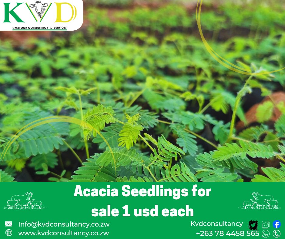 Acacia trees are a highly valuable, protein-rich feed supplement for goats, particularly during the dry season when other forage is scarce. Both the leaves, young shoots, and pods are edible and nutritious