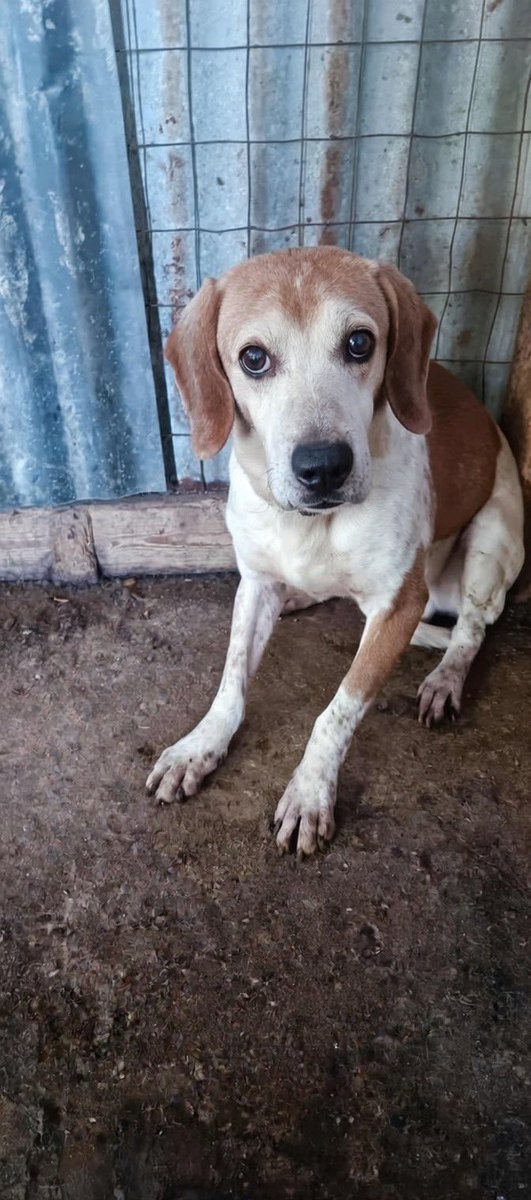 Questi occhi mi sono entrati dentro.

Oggi vi voglio raccontare la storia di questo nonnino.

Ci ha scritto il figlio del proprietario: il suo papà è molto anziano, sta male e non riusciva più ad andare in campagna a prendersi cura di lui.

facebook.com/10006497598077…