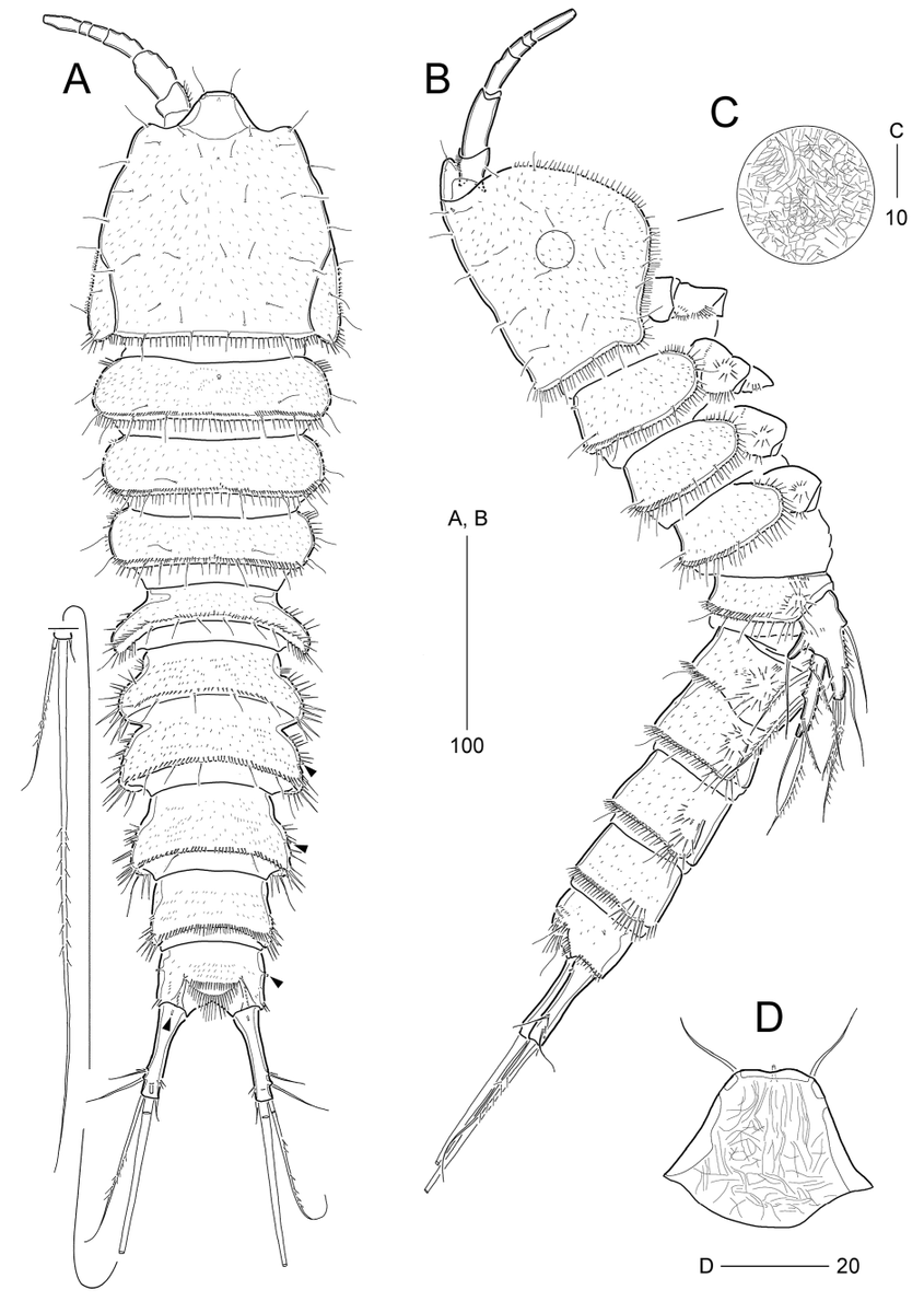 ZooKeys_Journal's tweet photo. Description of a new copepod species, from a deep-sea hydrothermal vent in the Onnuri Vent Field on the Central Indian Ridge: https://t.co/JSfe3ut9Xz
#taxonomy #newspecies #copepod https://t.co/uLJlgXRgEj