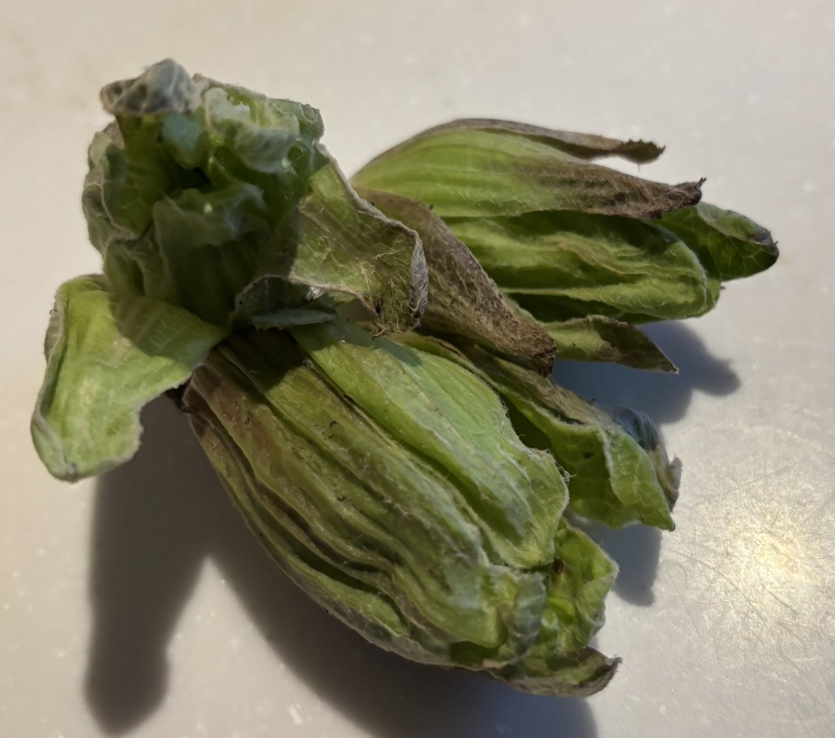 たぶんmitsu tweet media