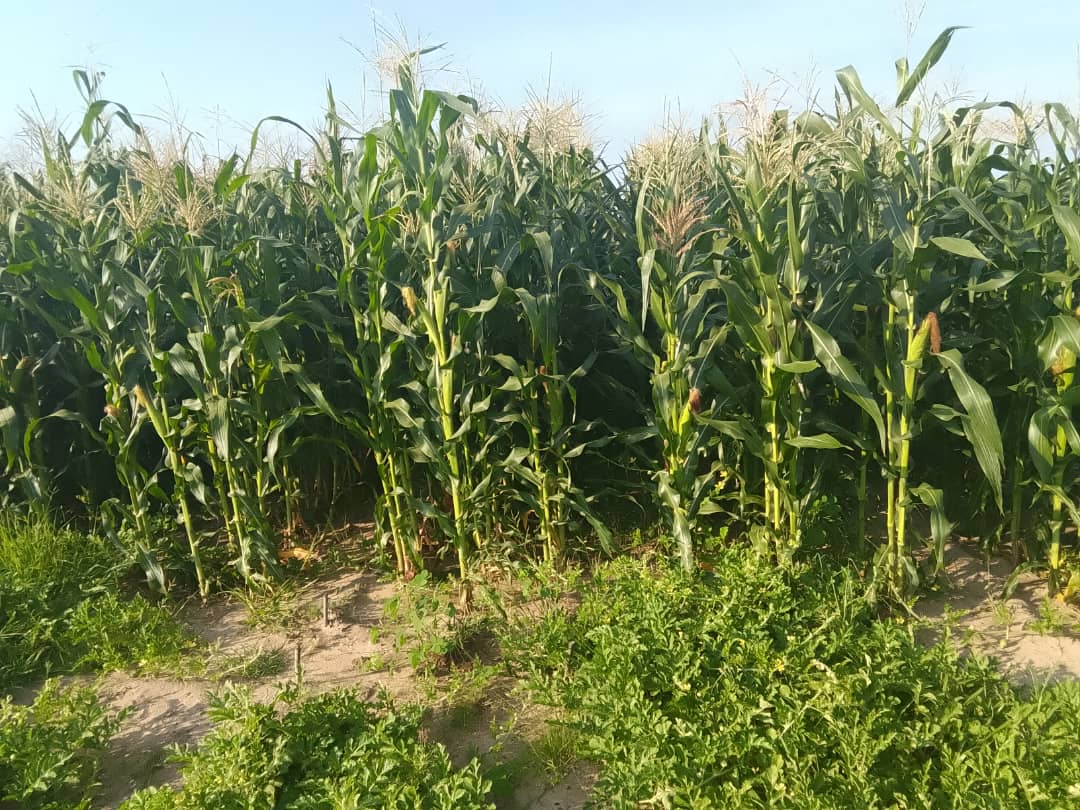 dapp_namibia's tweet photo. With the rains in November and December 2025, ADSWAC farmers in Angola and Namibia planted and showed their resilience against climate change.  

🤝 Supported by Sahara and Sahel Observatory – OSS and the #AdaptationFund, the project drives sustainable, inclusive development. https://t.co/CcqxSSBjS8
