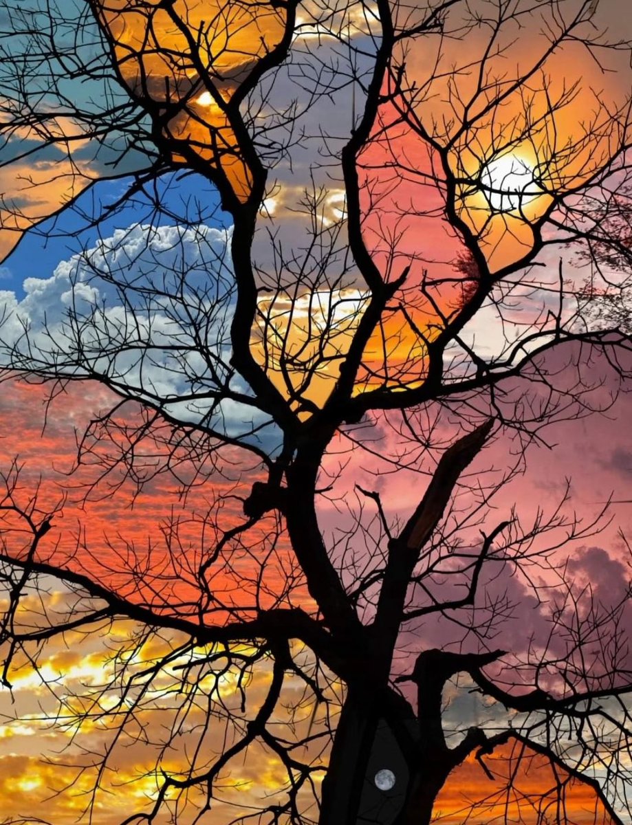 Olivia Insane tweet media