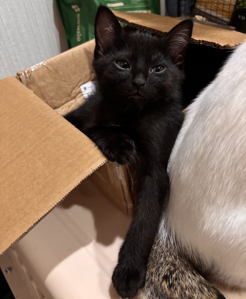 Cimoy🦭 tweet media