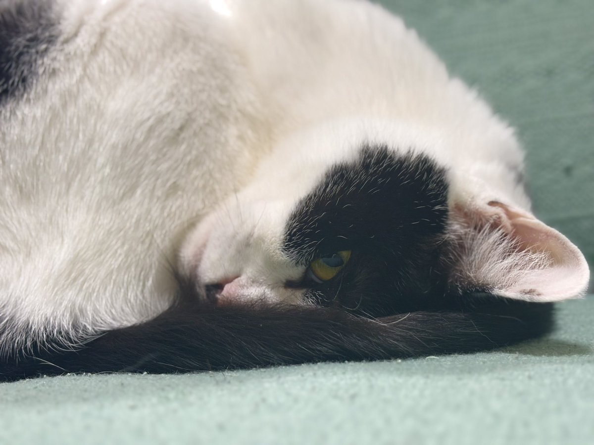 むすび「飼い主…明日はまた仕事なのか…？」