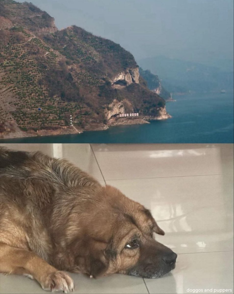 Puppieslover's tweet image. 