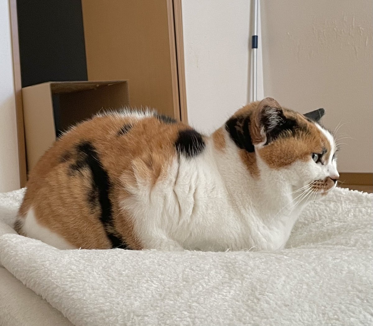 にゃんころもち (@sakura_nyancolo) / Posts / X