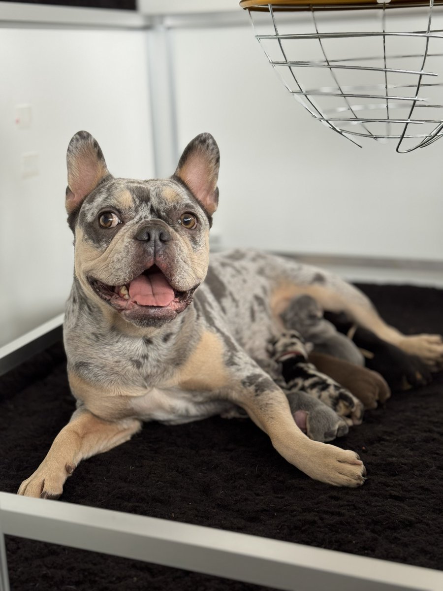 lilpupsclub's tweet photo. Day 2 since the $LILPUPS puppies were born 🐾

We were live on https://t.co/whZwOQ0iXB, and you could see everything unfold in real time.
Last night was very restless. Champie kept wanting to leave the whelping box every hour, walking through the house searching.

We believe she’s feeling the absence of the two babies we sadly lost 🤍
It’s a quiet, emotional time, and we’re giving her all the care, patience and love she needs.

Real life. Real emotions.
https://t.co/4boAWU9fOi

$LILPUPS
#Solana #Pumpfun #Crypto #BTC #Cryptodog #Dogecoin #ShibaInu #Floki #BabyDoge