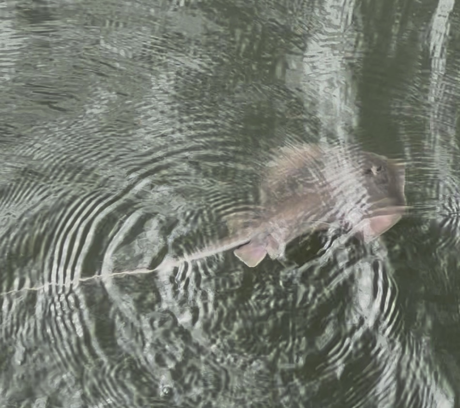 ProtectStingray's tweet photo. Wild fact: the Atlantic stingray can handle brackish and even fresh water. So depending on where you are, “stingray habitat” can mean coastal shallows, estuaries, and even rivers and lakes. https://t.co/dUFWk90uWt