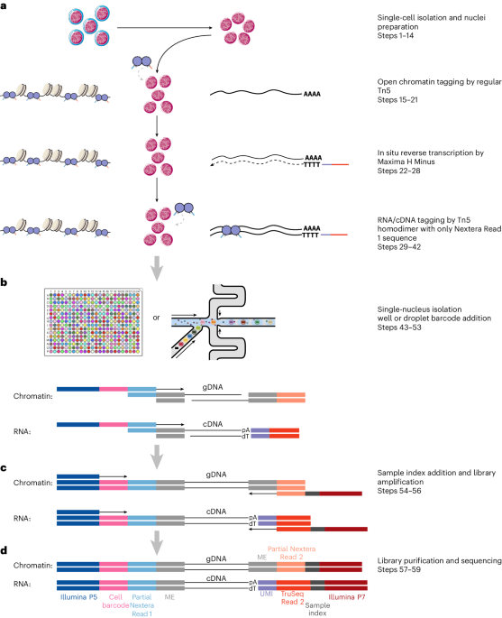 Nature Protocols tweet media