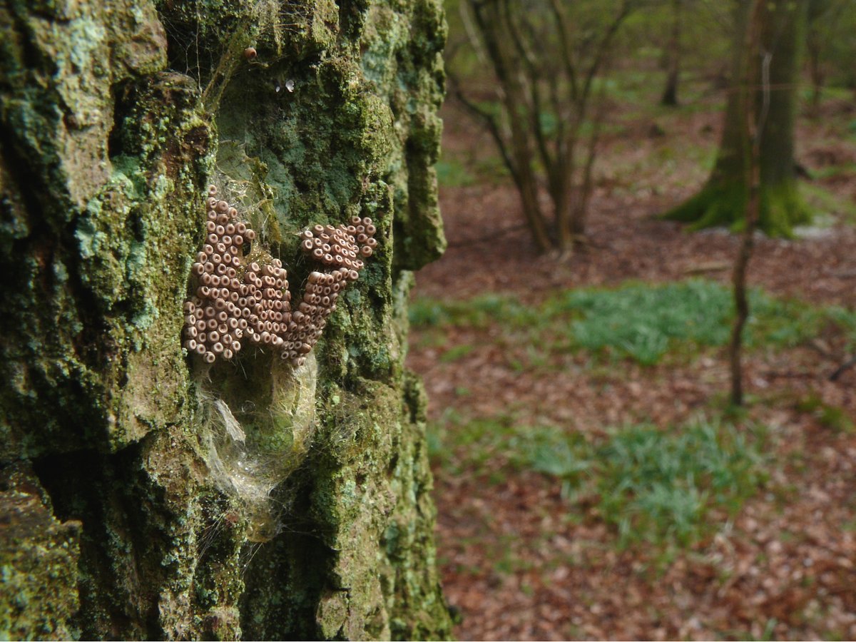 Butterfly Conservation 🦋 tweet media