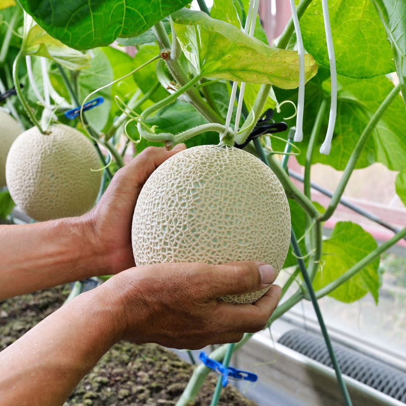 melon_do1 tweet picture