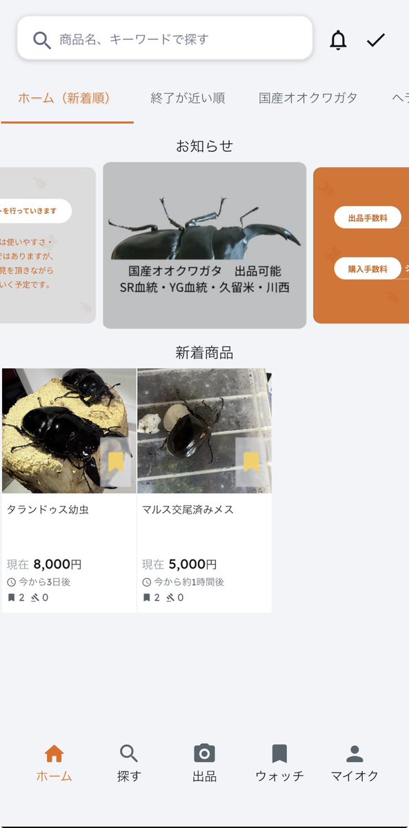 SHOP MUSHIYA / ムシオク! / kuwayan tweet media