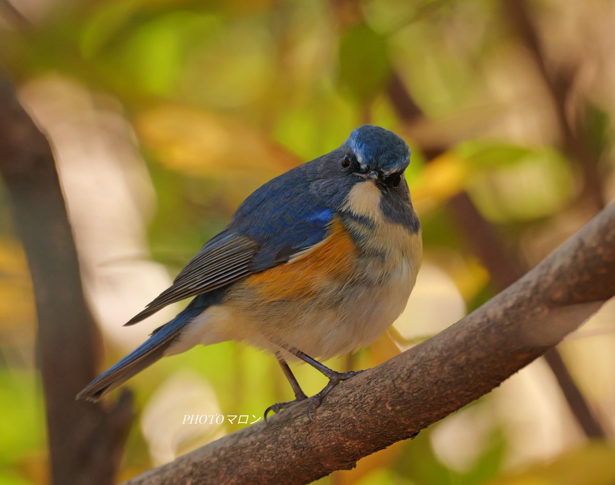 「カメラすき♥️マロン」 マロン (@MARON28mm) / Posts / X