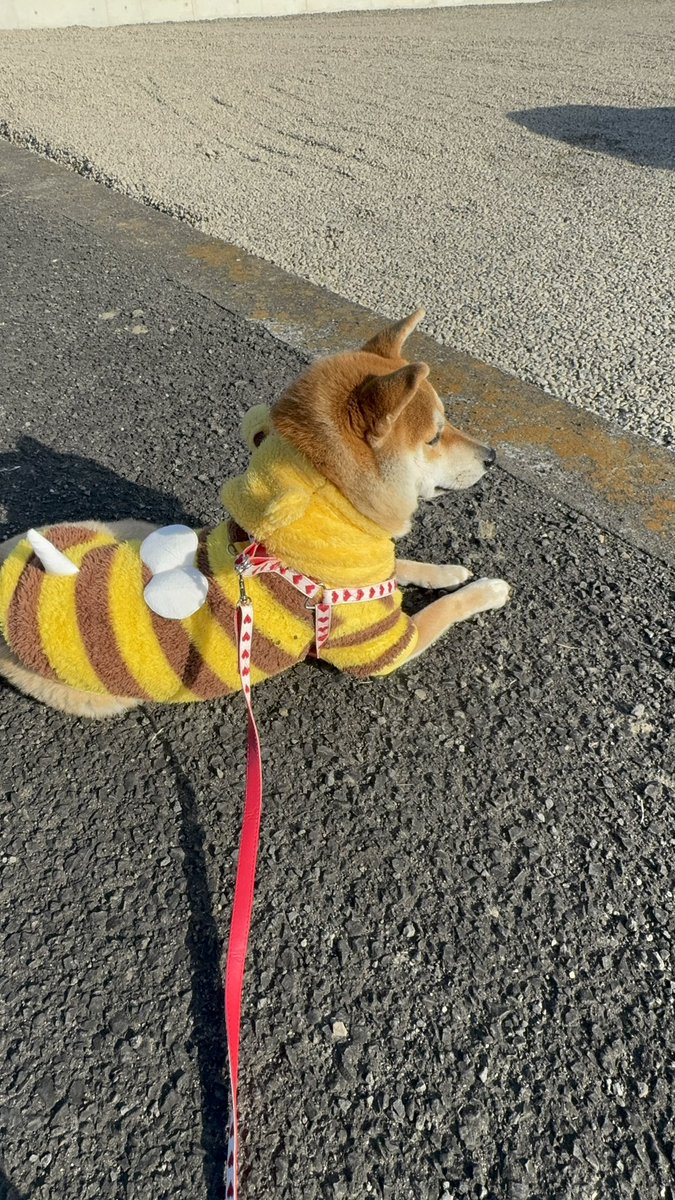 pei24th's tweet photo. 週末に歯茎の外科手術をされ、歯茎も縫っているので、恐ろしく痛い…😇
歯医者さんで外科手術って知らんかったー🦷歯を徹底的に治している最中で、愛犬が顔に突撃して歯が折れるという…💦 https://t.co/B4iyb9NHqT