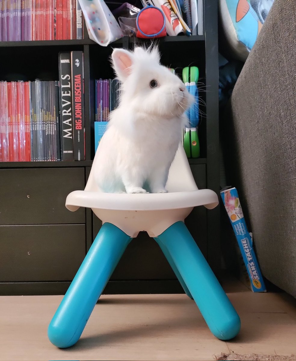 linograveuse's tweet photo. Morrissey, terriblement photogénique mais totalement irascible. Pas un jour ne se passe sans qu'il ne nous grogne après, voire nous morde 🫠🫥.  Ça contraste avec la douce Pichenette.
#lapin #bunnies https://t.co/aK6jWNinHi