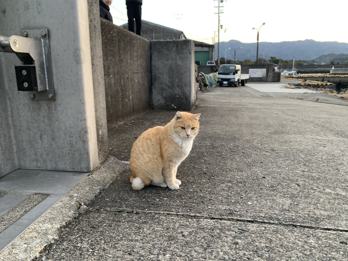 Octoberabbit's tweet image. ﾈｺﾁｬﾝ@湯浅🐈