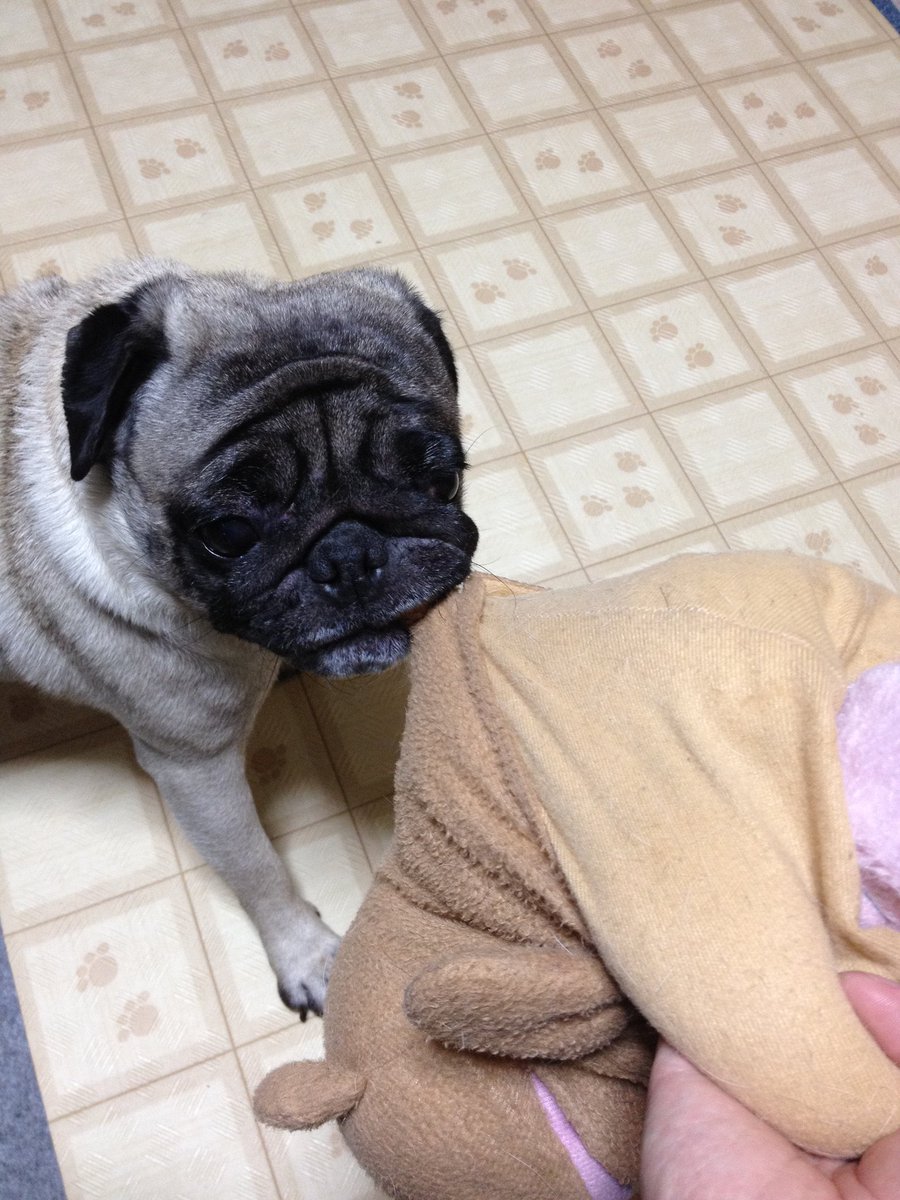 パグ様 Pugnap│オンラインストア