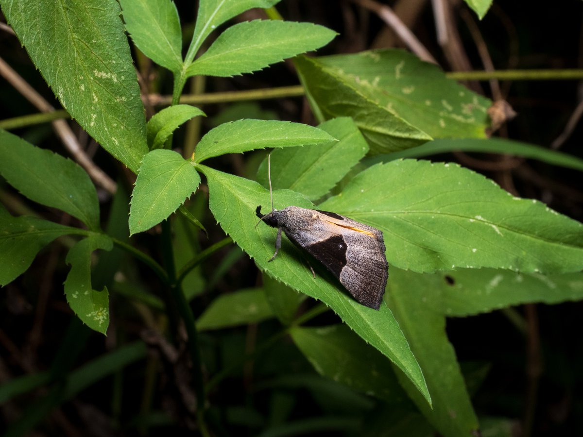 Actiusaliena's tweet image. モンクロキシタアツバ