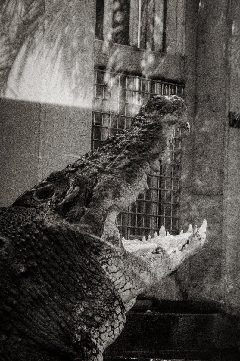 Post by 岡田 𝓁ℯ𝓃 on X: ワニ