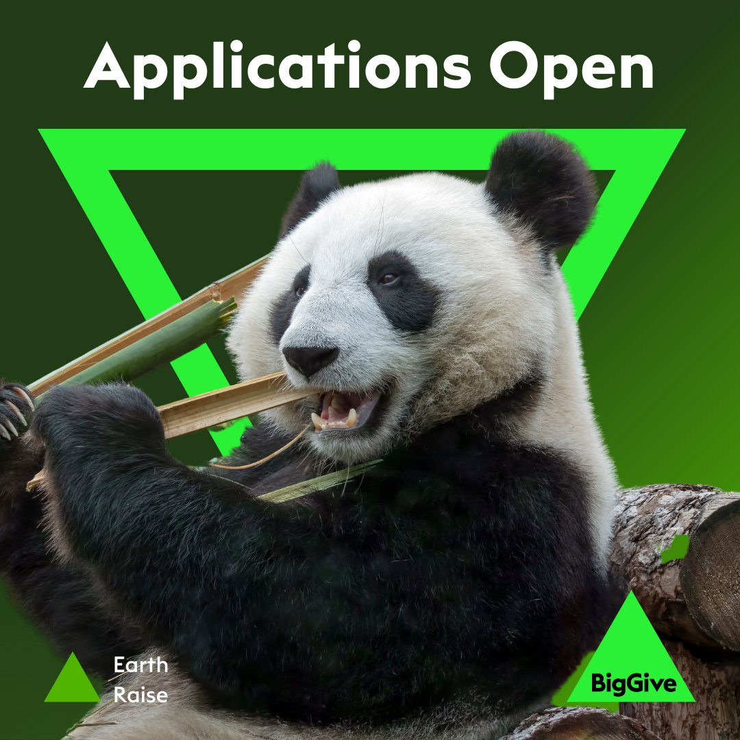 Big Give tweet media