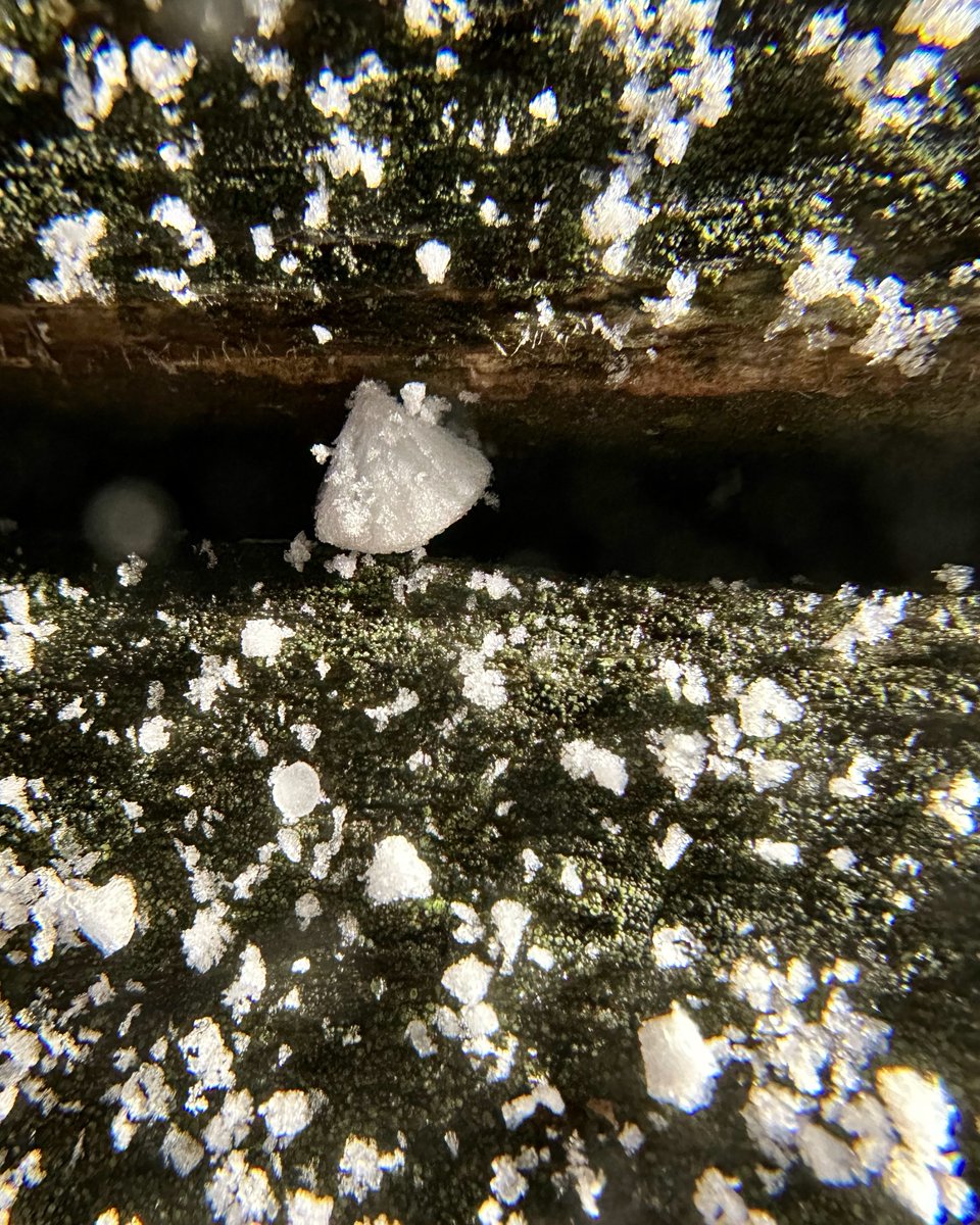 Wonder Pixels tweet media