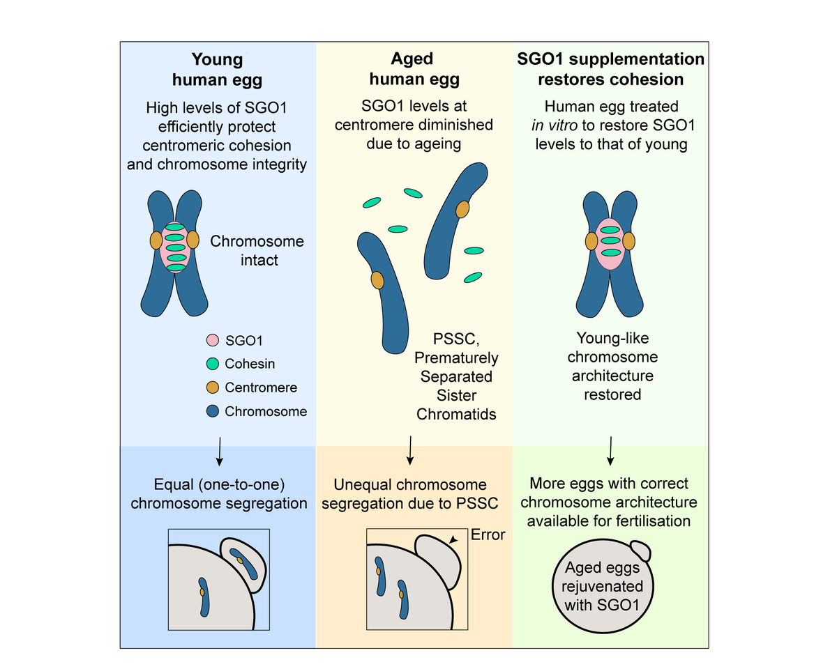Schuh Lab tweet media