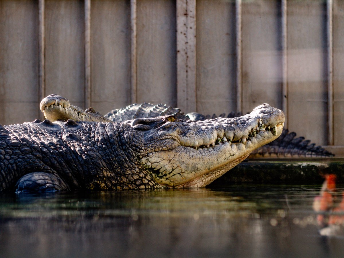 Post by 岡田 𝓁ℯ𝓃 on X: ワニ