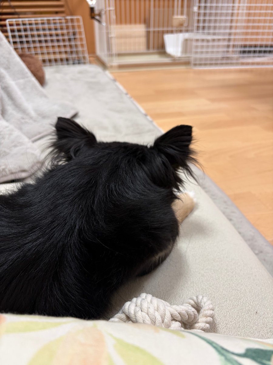 いぬ好き(ง ᵕωᵕ)ว♪ 何🐶⁉️ 何でもない(ヾﾉ・∀・`)