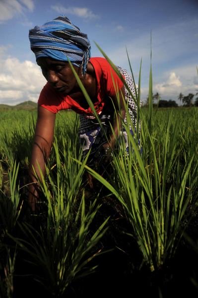 Maximo Torero tweet media